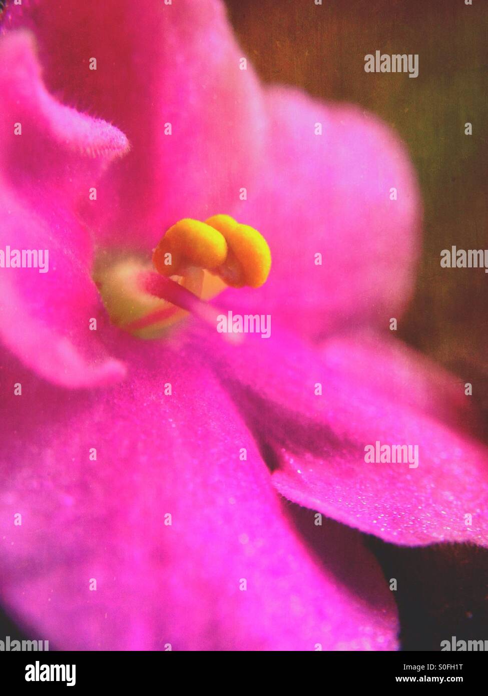 Viola  flower - Smartphone Captured Stock Image