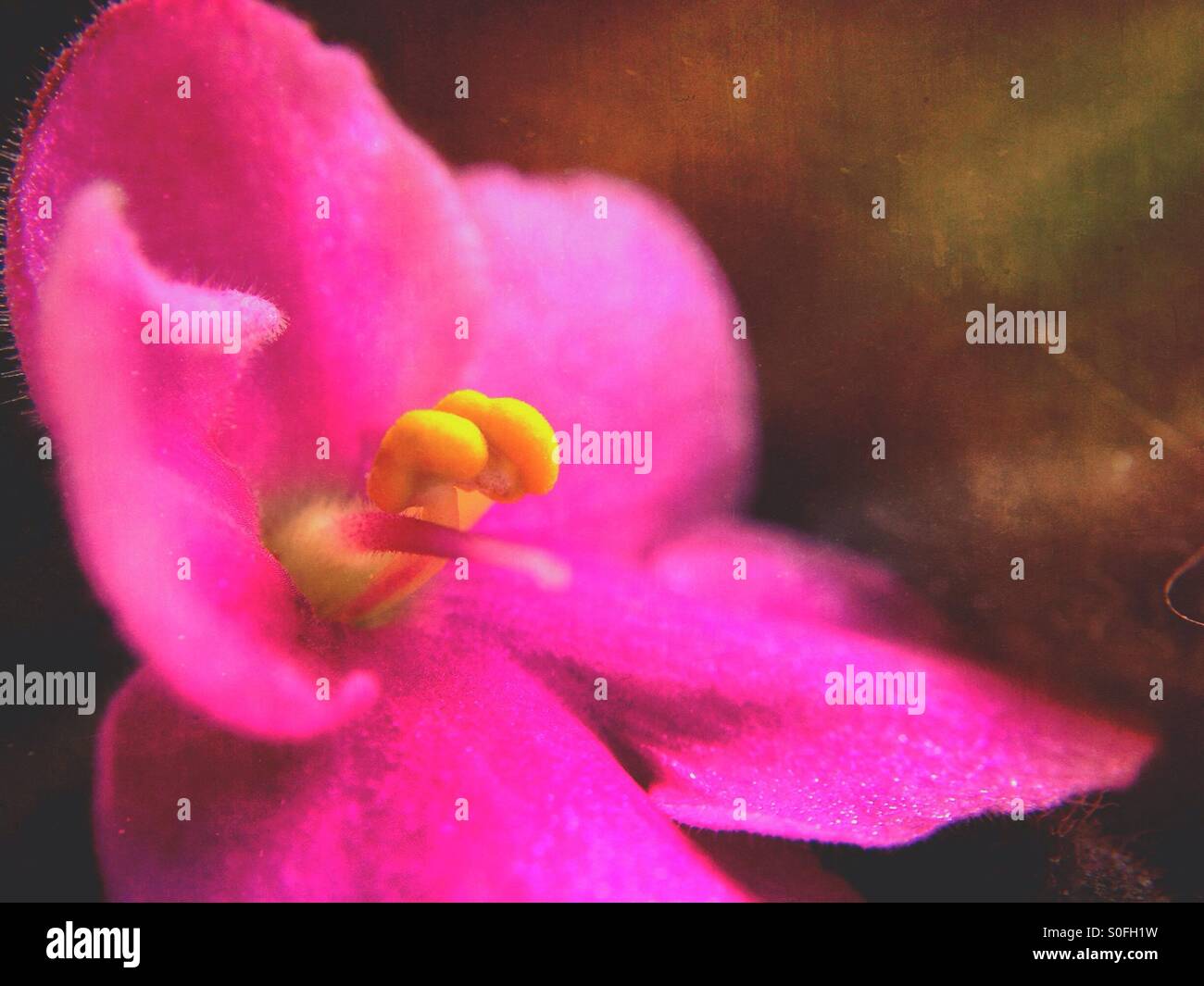 Viola flower - Smartphone Captured Stock Image