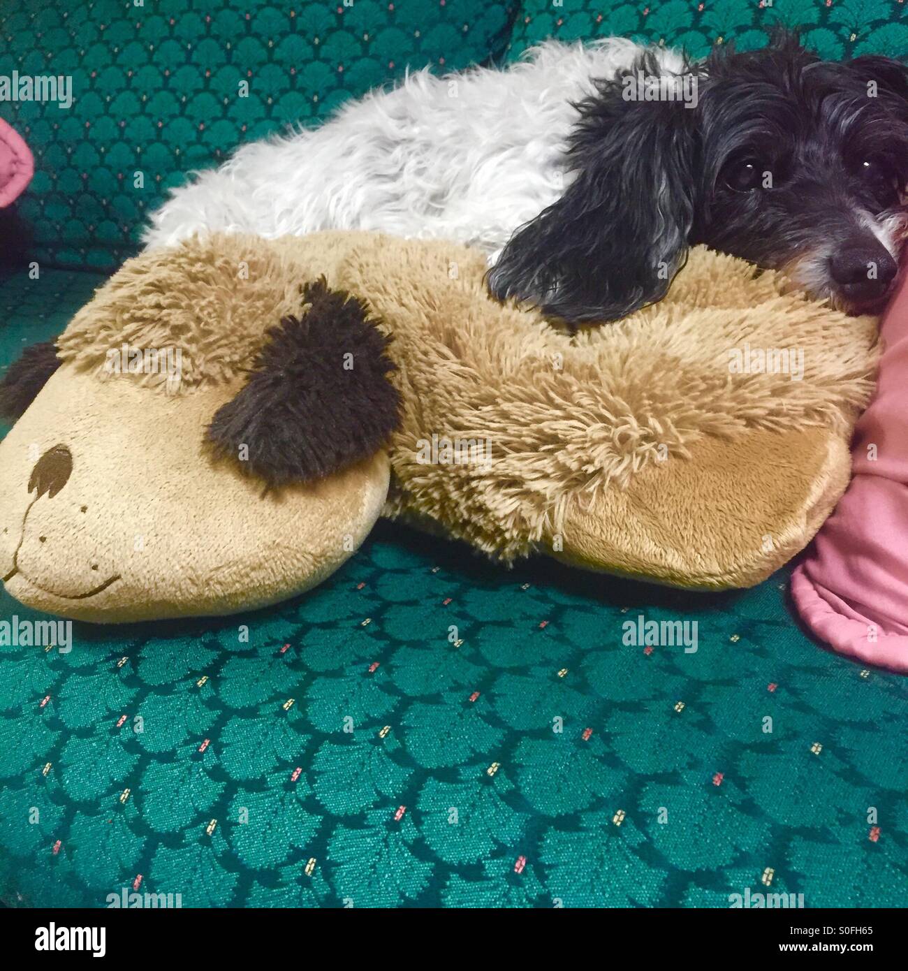 Comfy dog Stock Photo