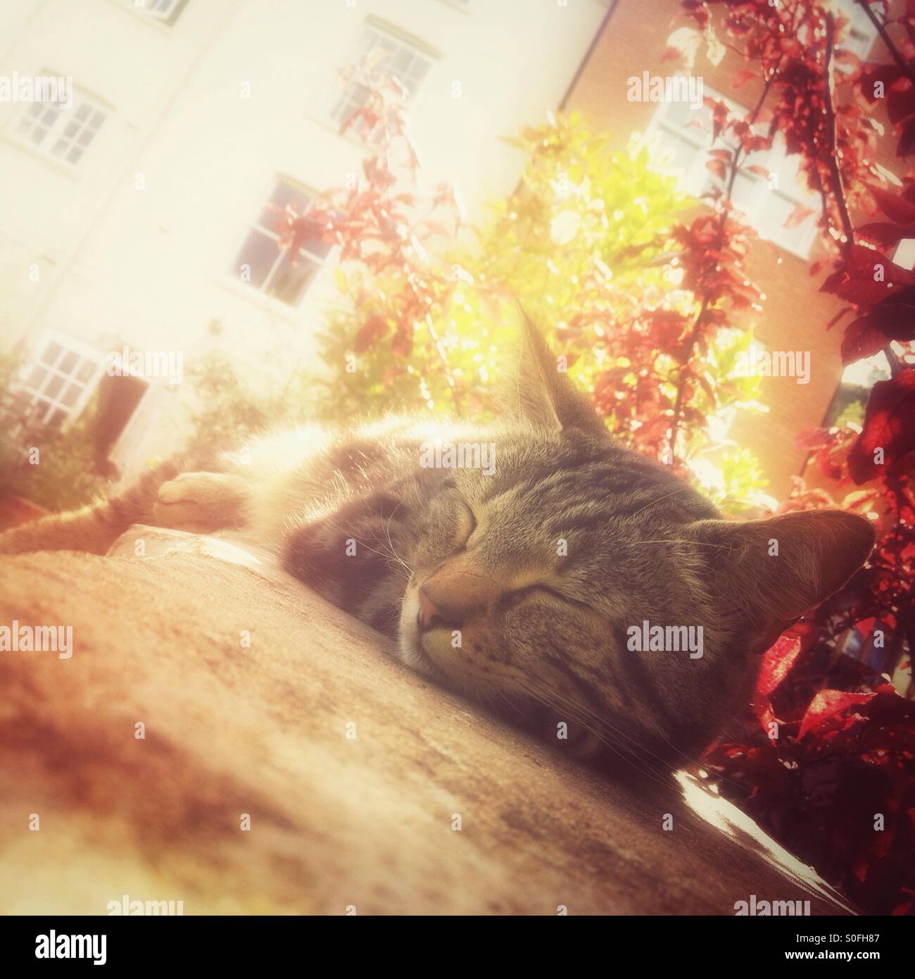 Cat snoozing in the sun - Smartphone Captured Stock Image