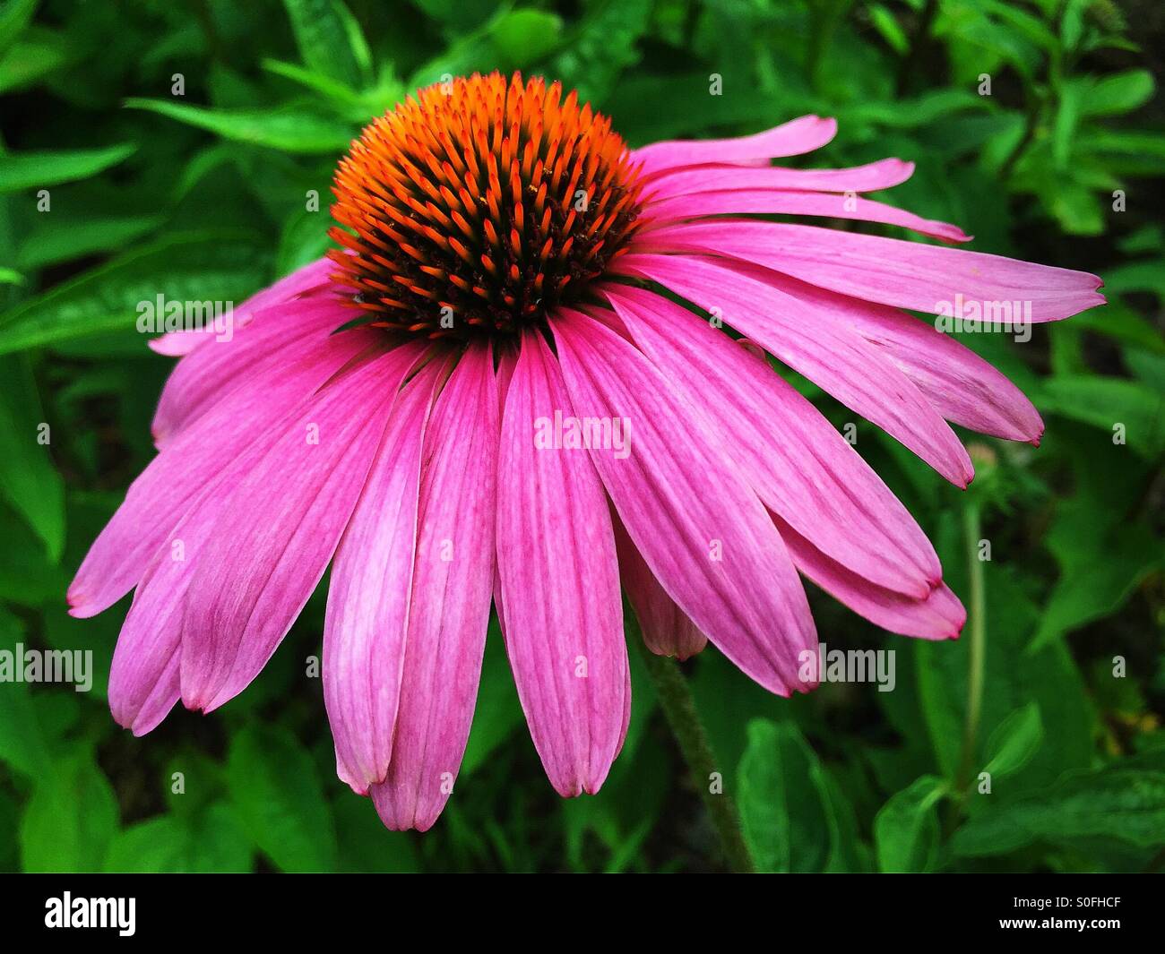 Summer Purple Coneflower bloom Stock Photo Alamy