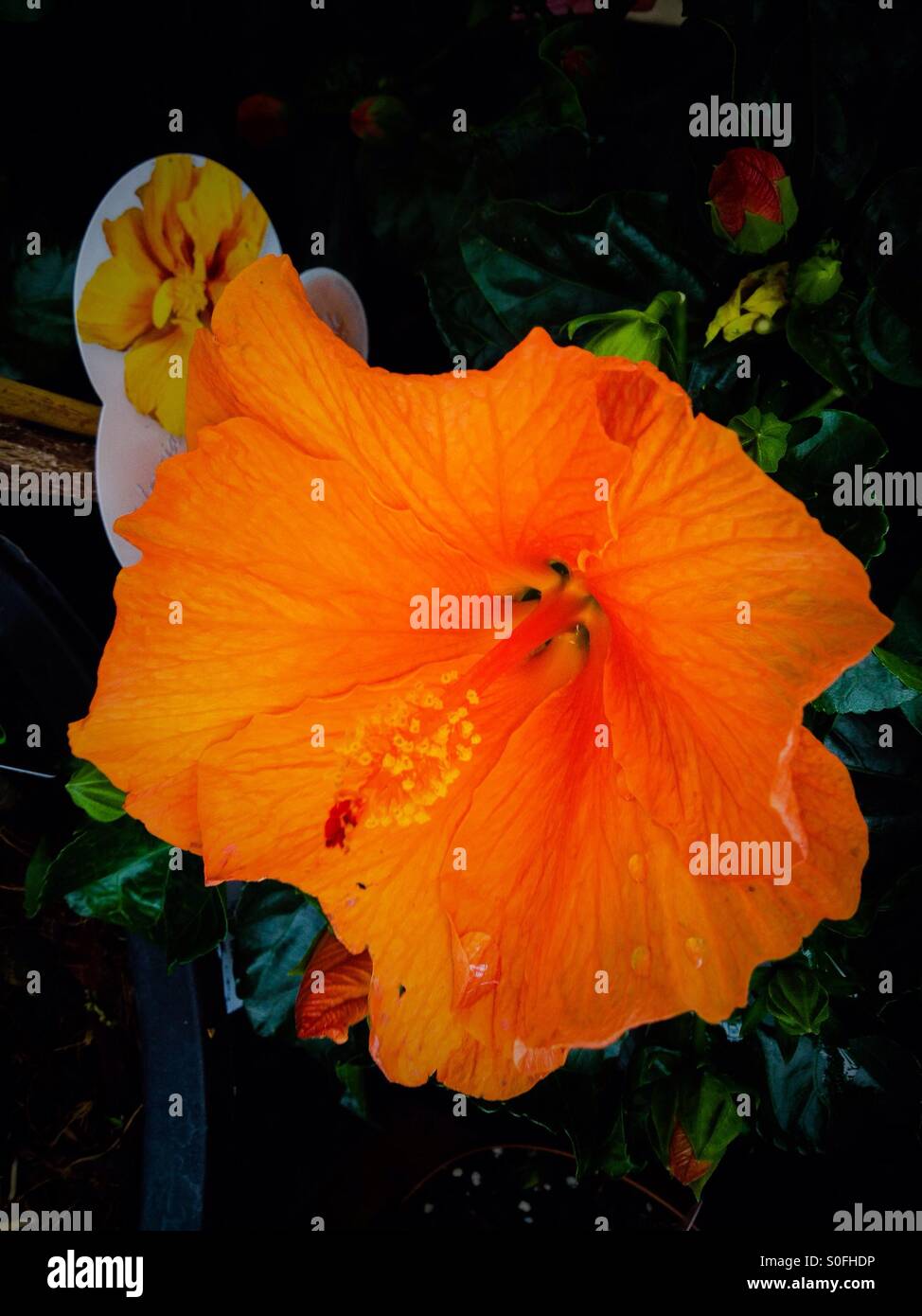 Hibiscus Flower - Smartphone Captured Stock Image