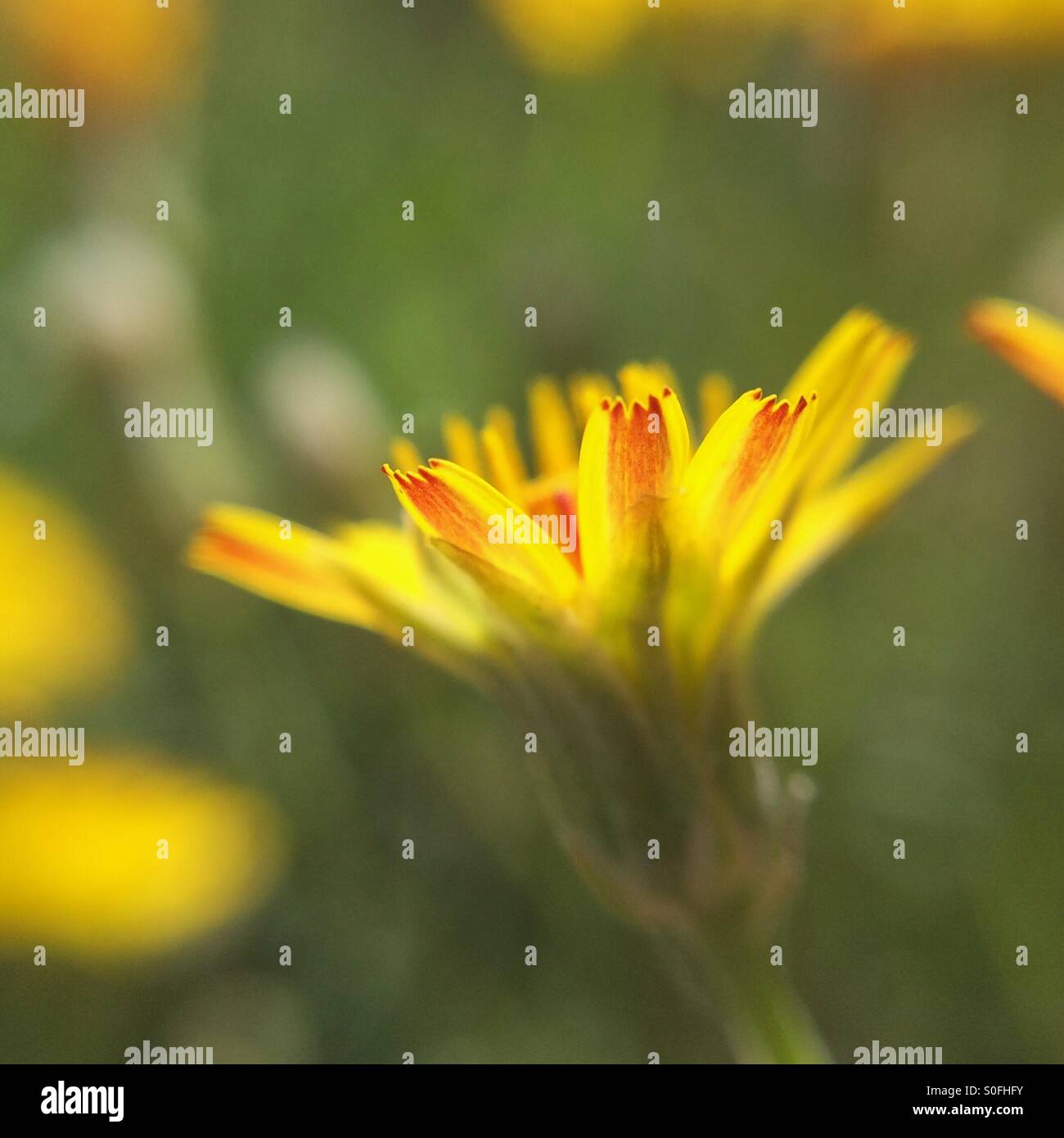 Scrap of a little yellow petal flower - Smartphone Captured Stock Image