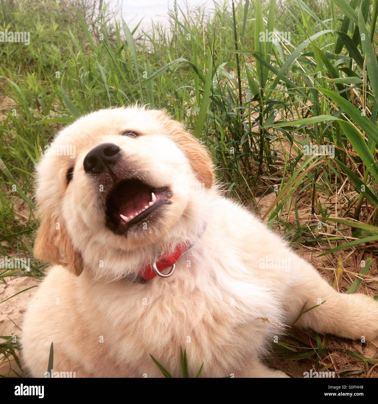 Angry golden retriever puppy Stock Photo