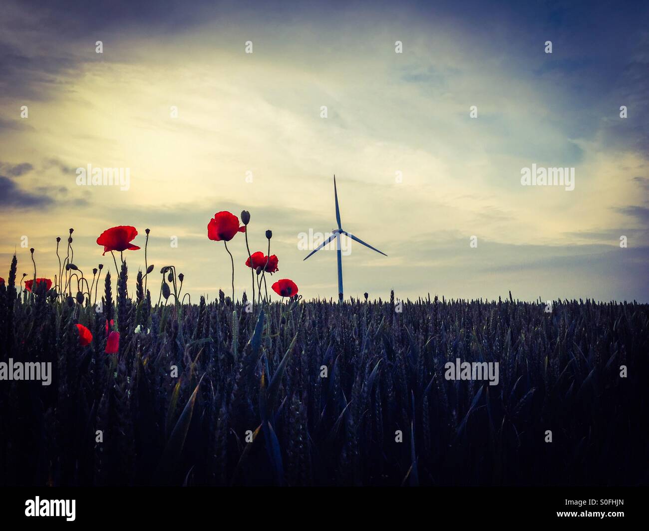 Red poppies in field with wind turbine Stock Photo