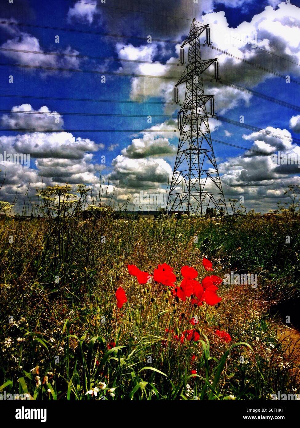 Poppies in a field with electricity pylon in background. Eaton Socon, Cambridgeshire, England. Stock Photo
