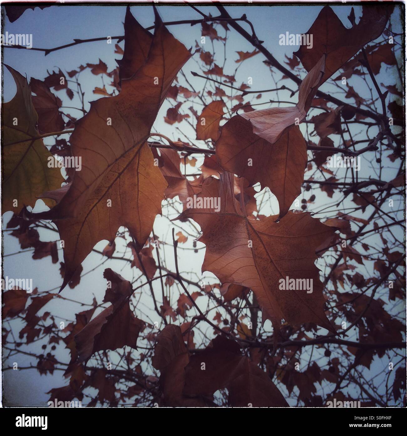 Autumn leaves. - Smartphone Captured Stock Image