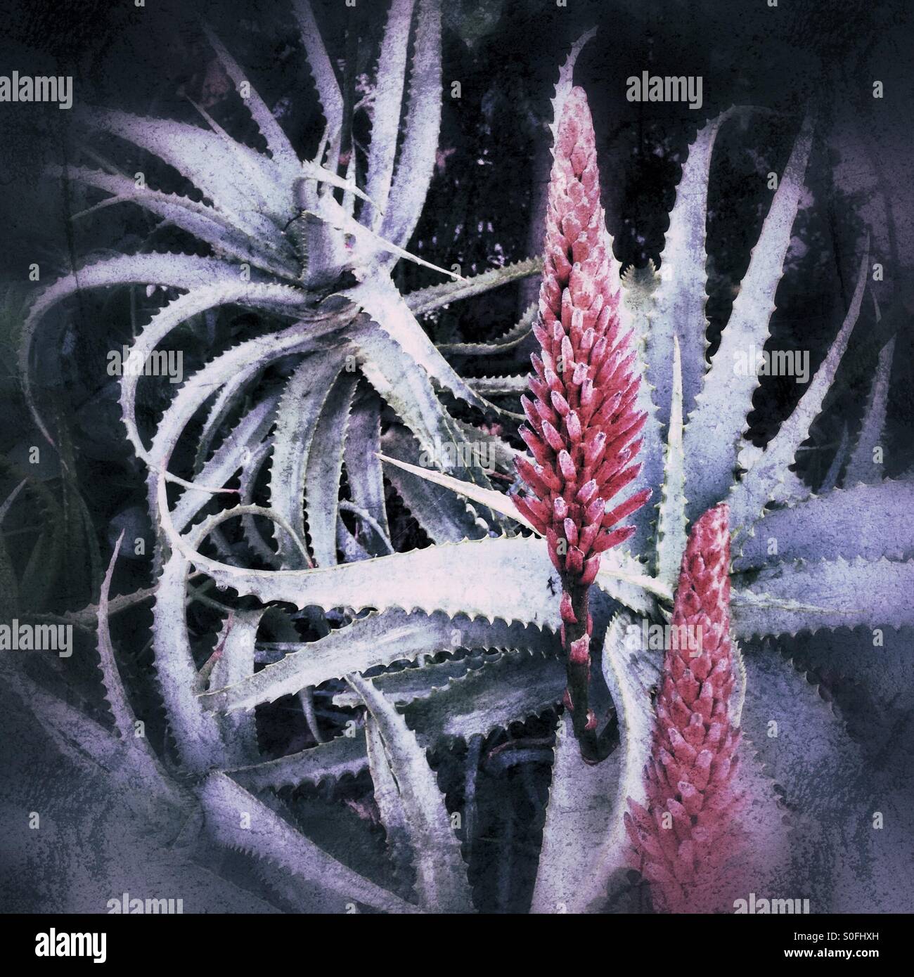 Red Aloe flowers. - Smartphone Captured Stock Image