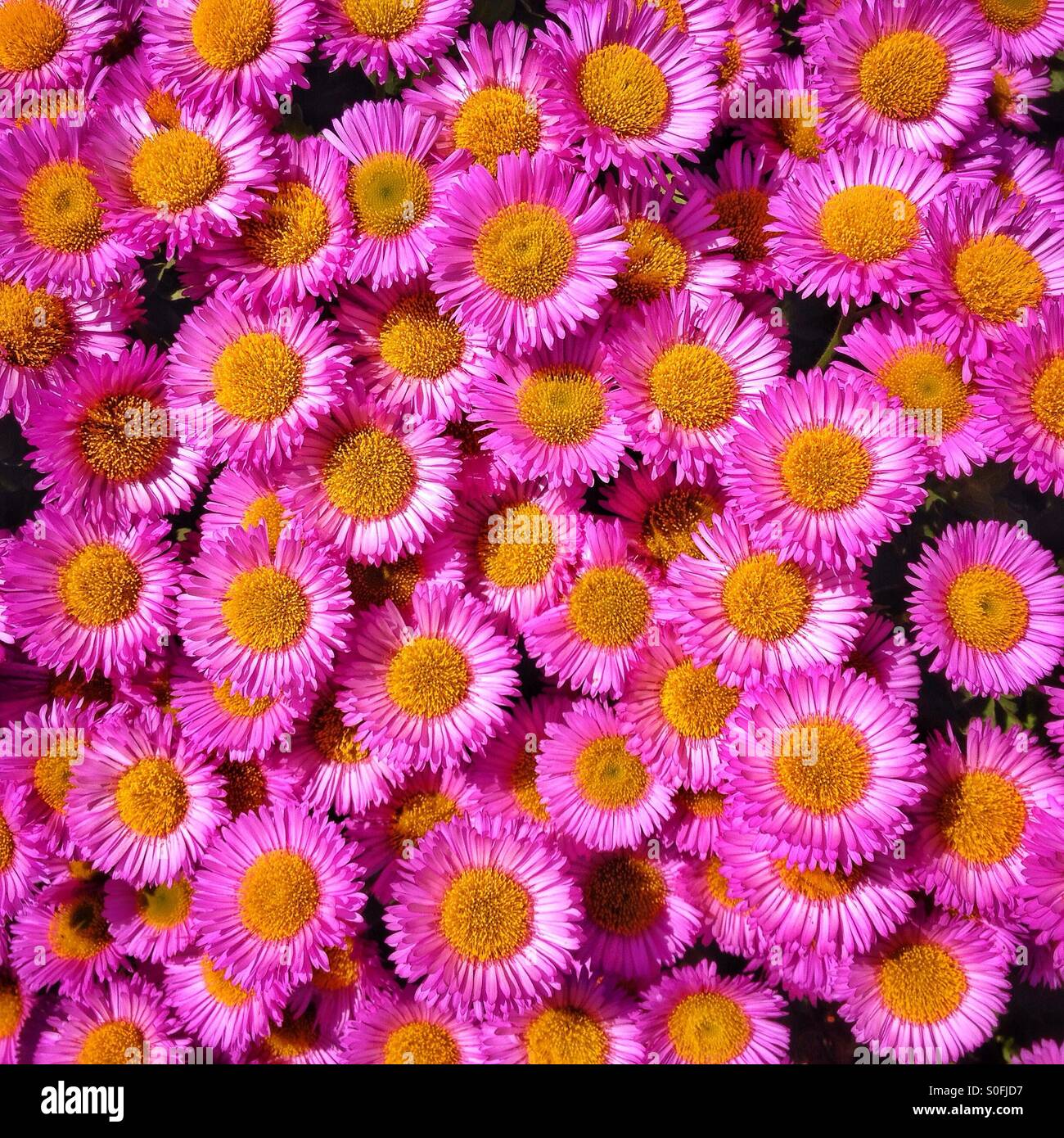 Pink and yellow flowers Stock Photo - Alamy