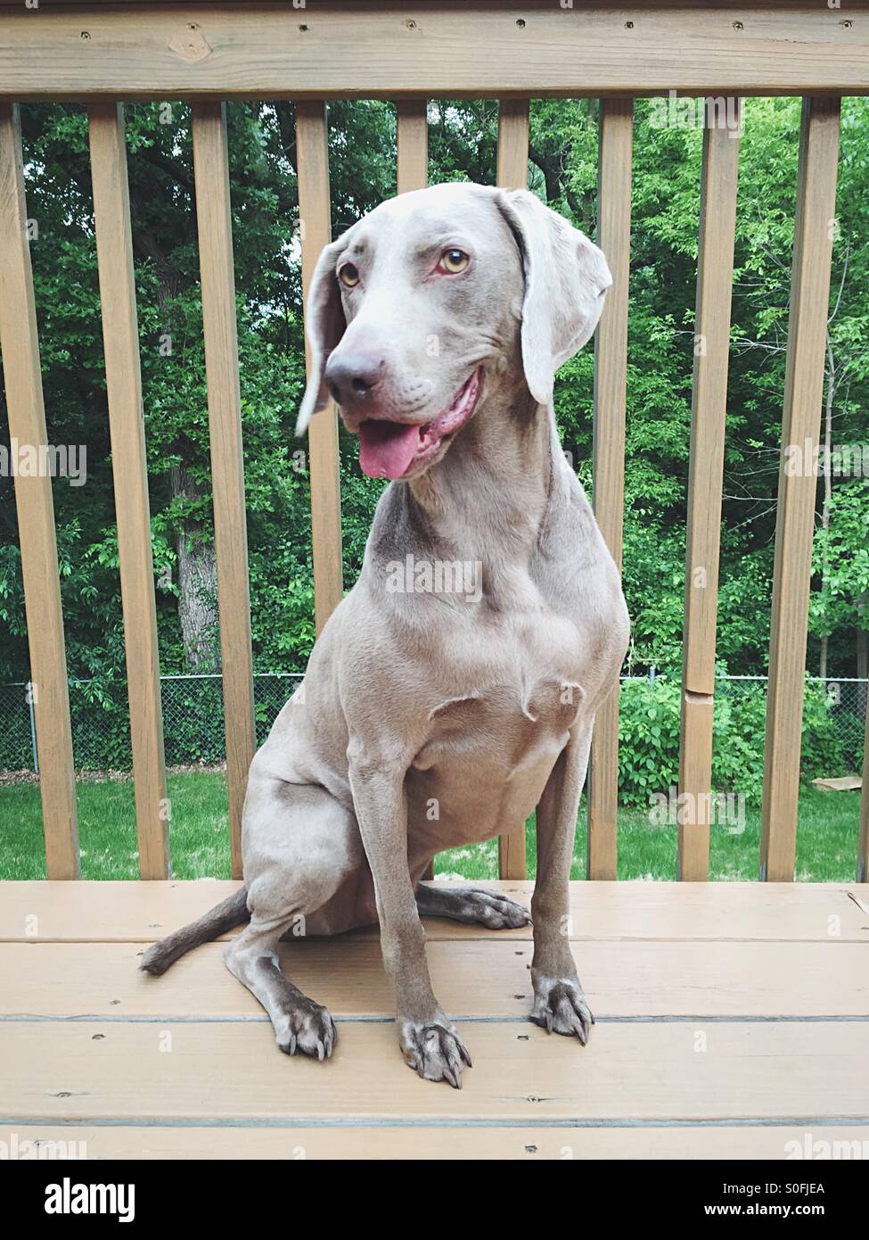 Weimaraner smile sale