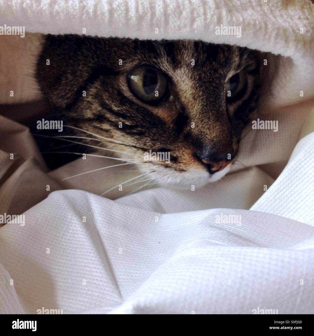 Hiding her cat face hires stock photography and images Alamy