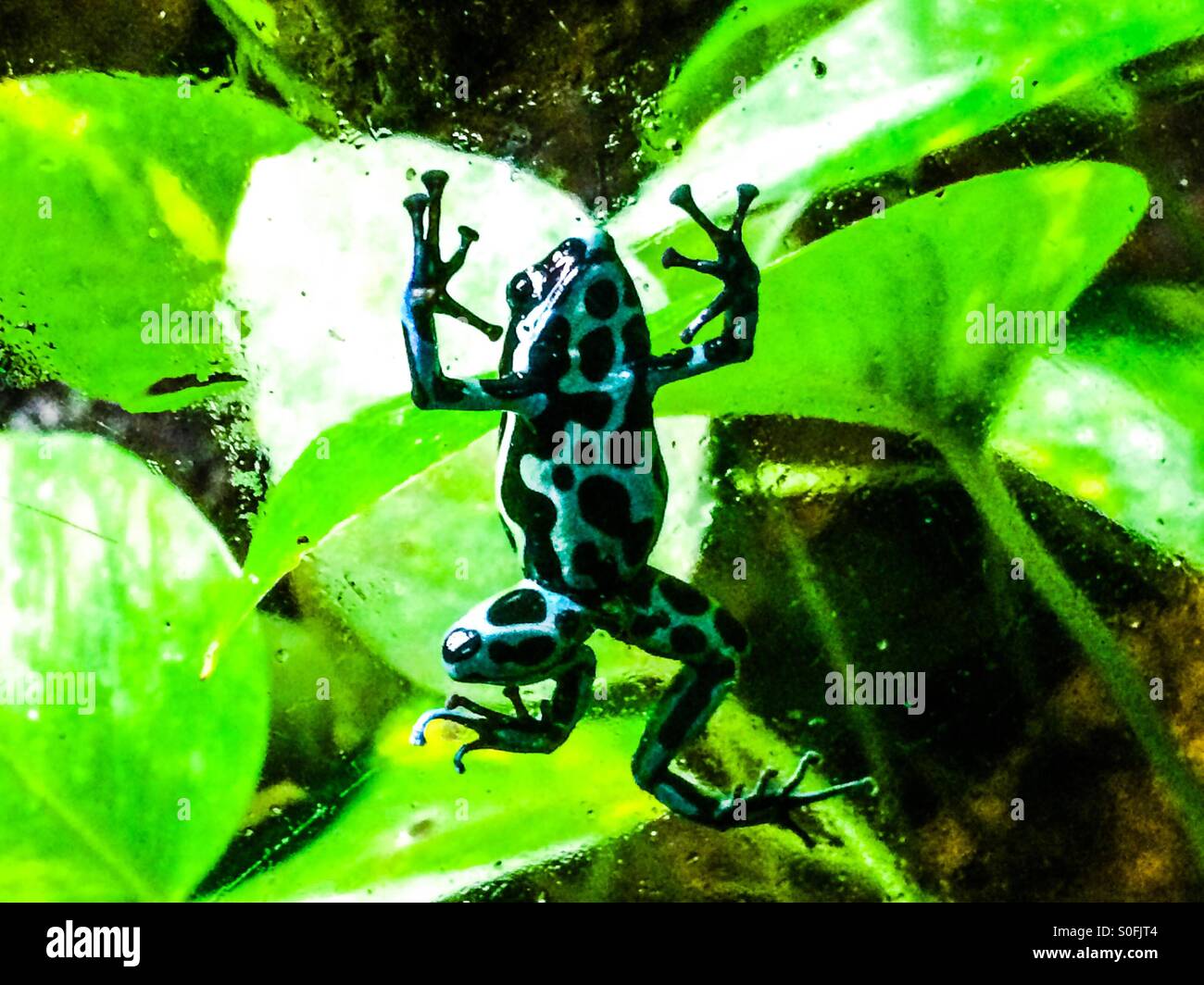 A tiny poison dart frog makes eye contact Stock Photo