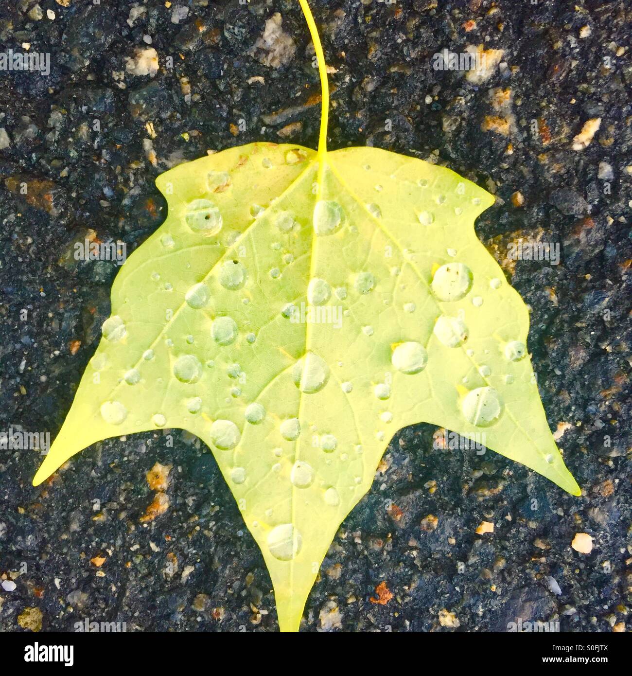 Raindrops on leaf Stock Photo