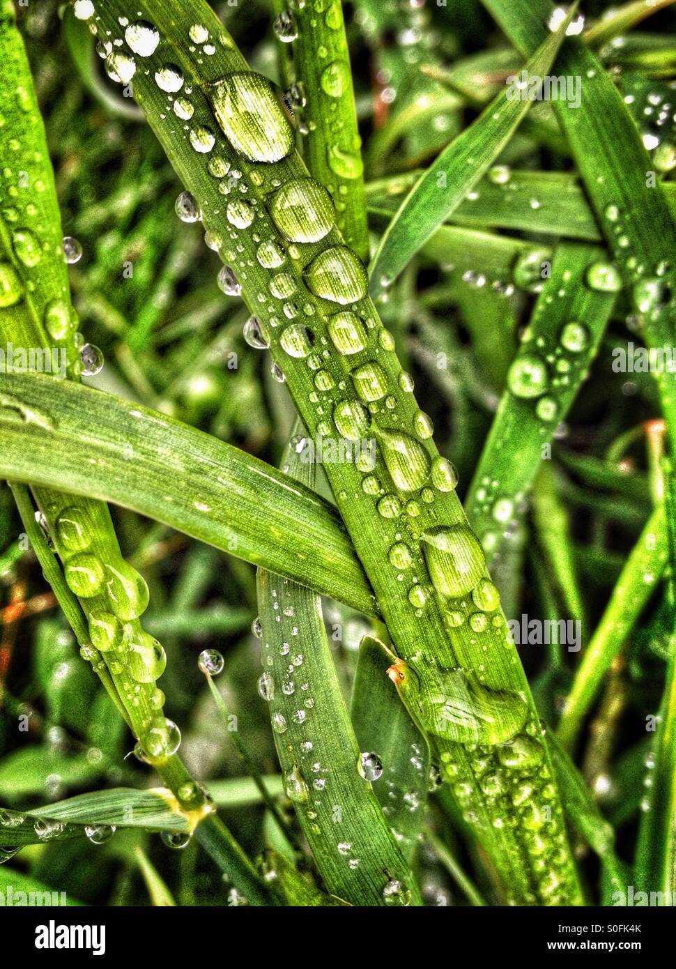 Water drops after rain on grasses Stock Photo Alamy