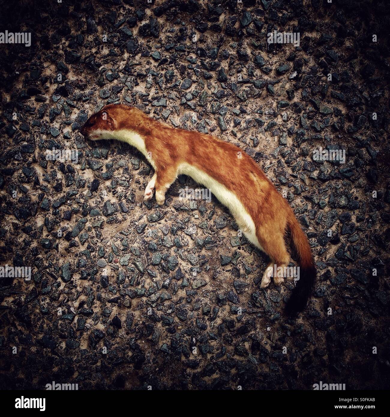 Dead stoat in the road Stock Photo