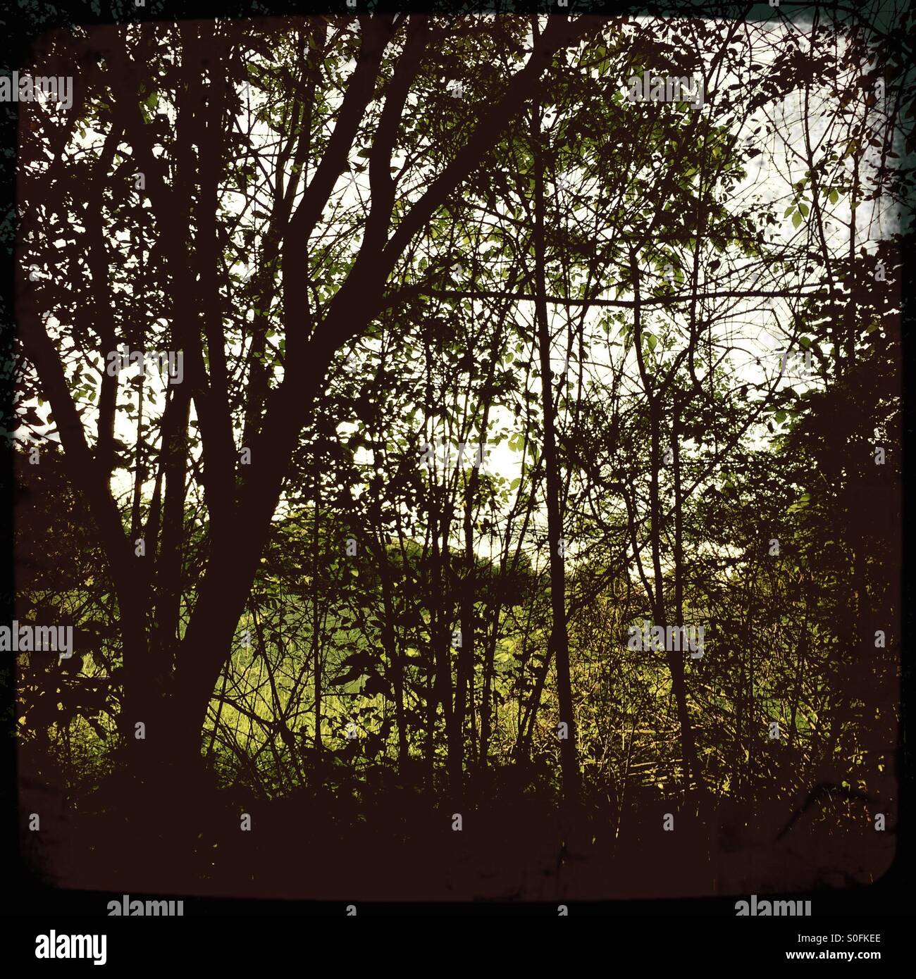 Thick Vegetation High Resolution Stock Photography and Images - Alamy