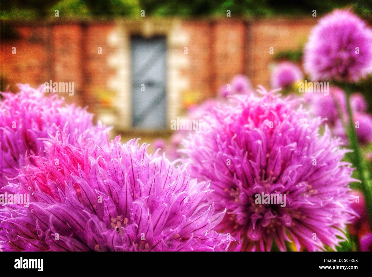 Chives in walled garden - Smartphone Captured Stock Image