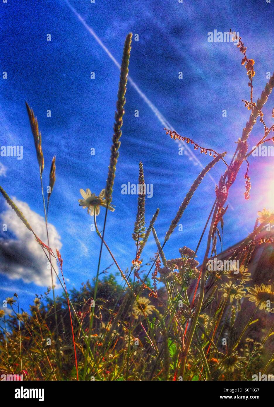 Wildflowers meadow sky sun hi-res stock photography and images - Alamy