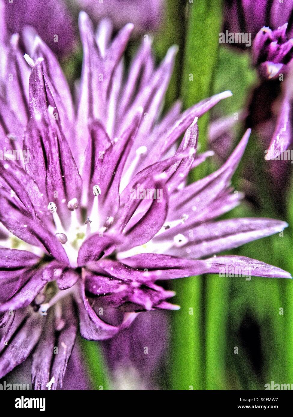 Chives flower - Smartphone Captured Stock Image