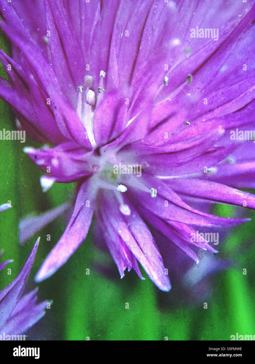 Chives flower - Smartphone Captured Stock Image