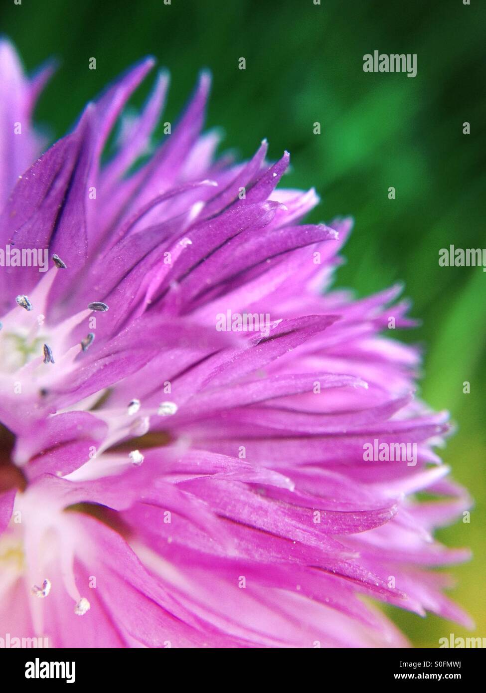Chives flower - Smartphone Captured Stock Image