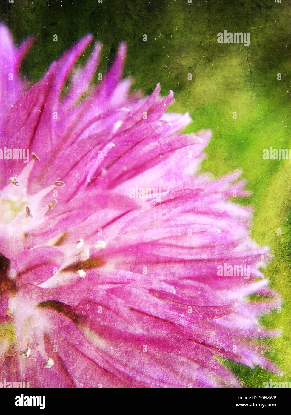 Chives flower - Smartphone Captured Stock Image