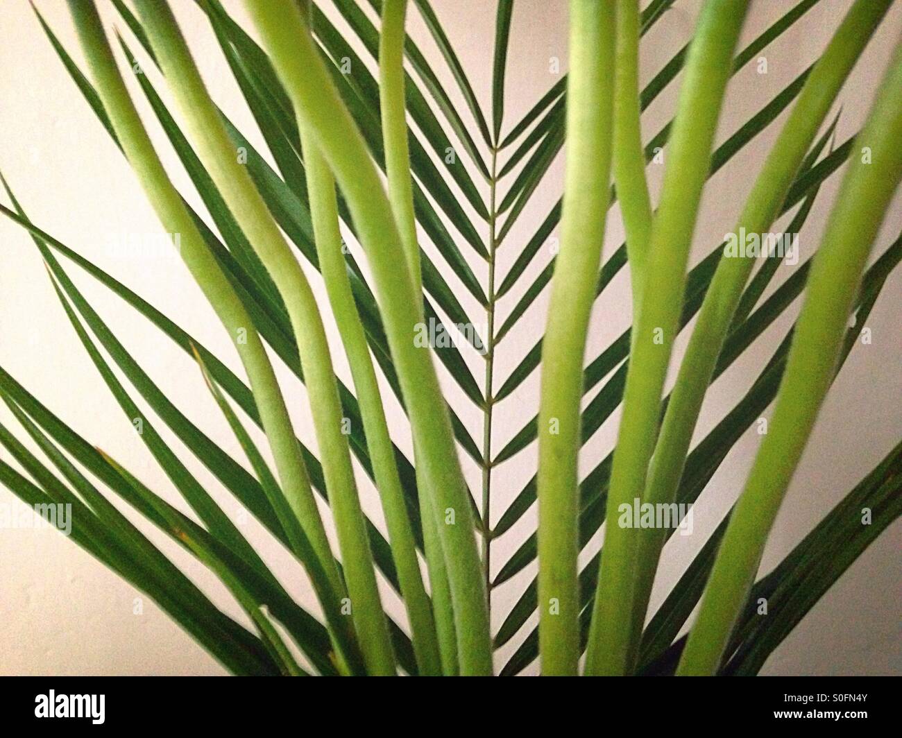 Green leaves close-up - Smartphone Captured Stock Image