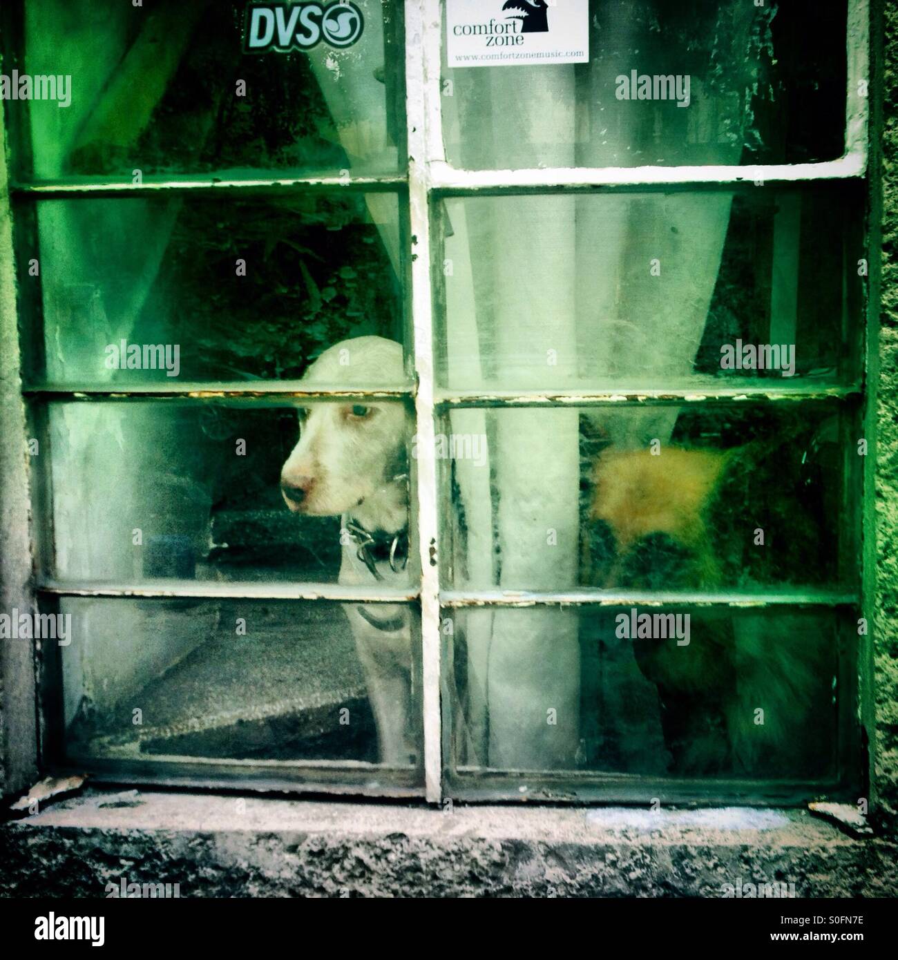 Two dogs look at the street in a house of Colonia Roma, Mexico City, Mexico - Smartphone Captured Stock Image