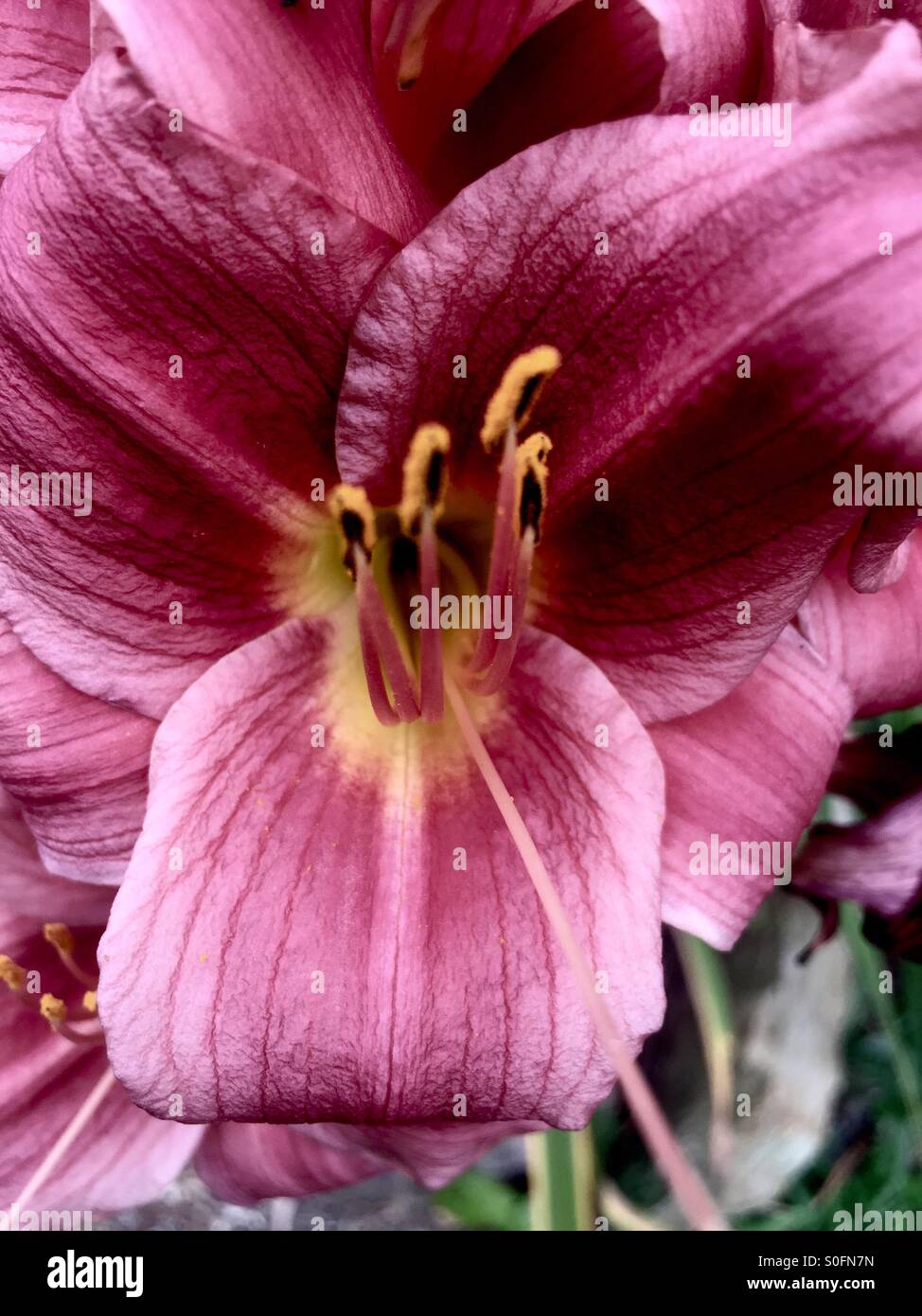 Veins of flower hires stock photography and images Alamy