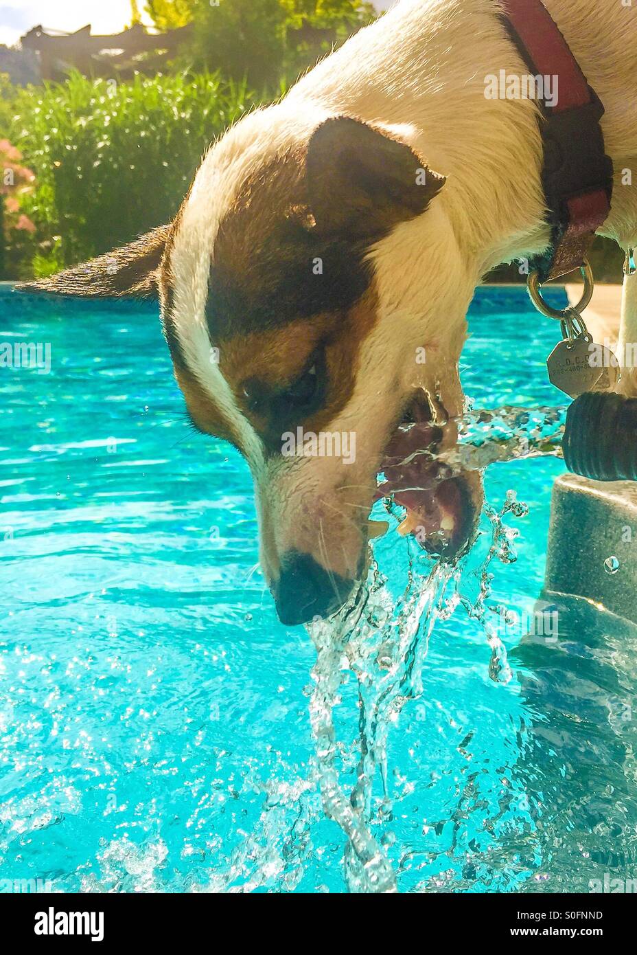 Quenching her thirst in the summer heat. Dog trying to catch the moving