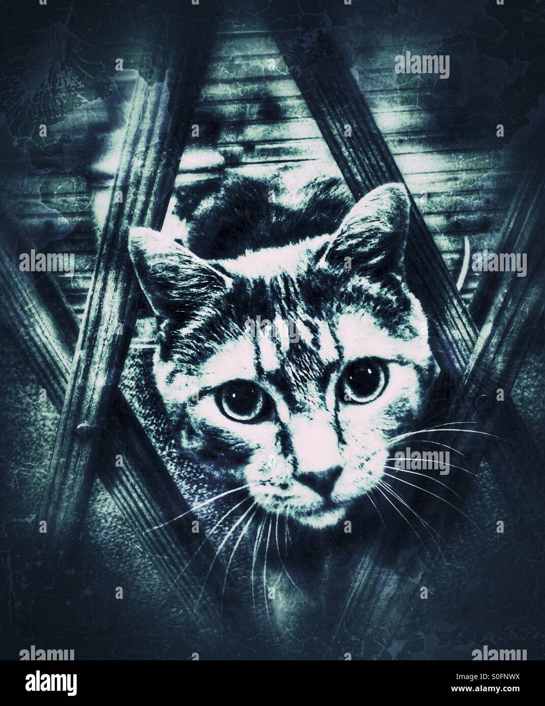 Cat trying to escape Stock Photo Alamy