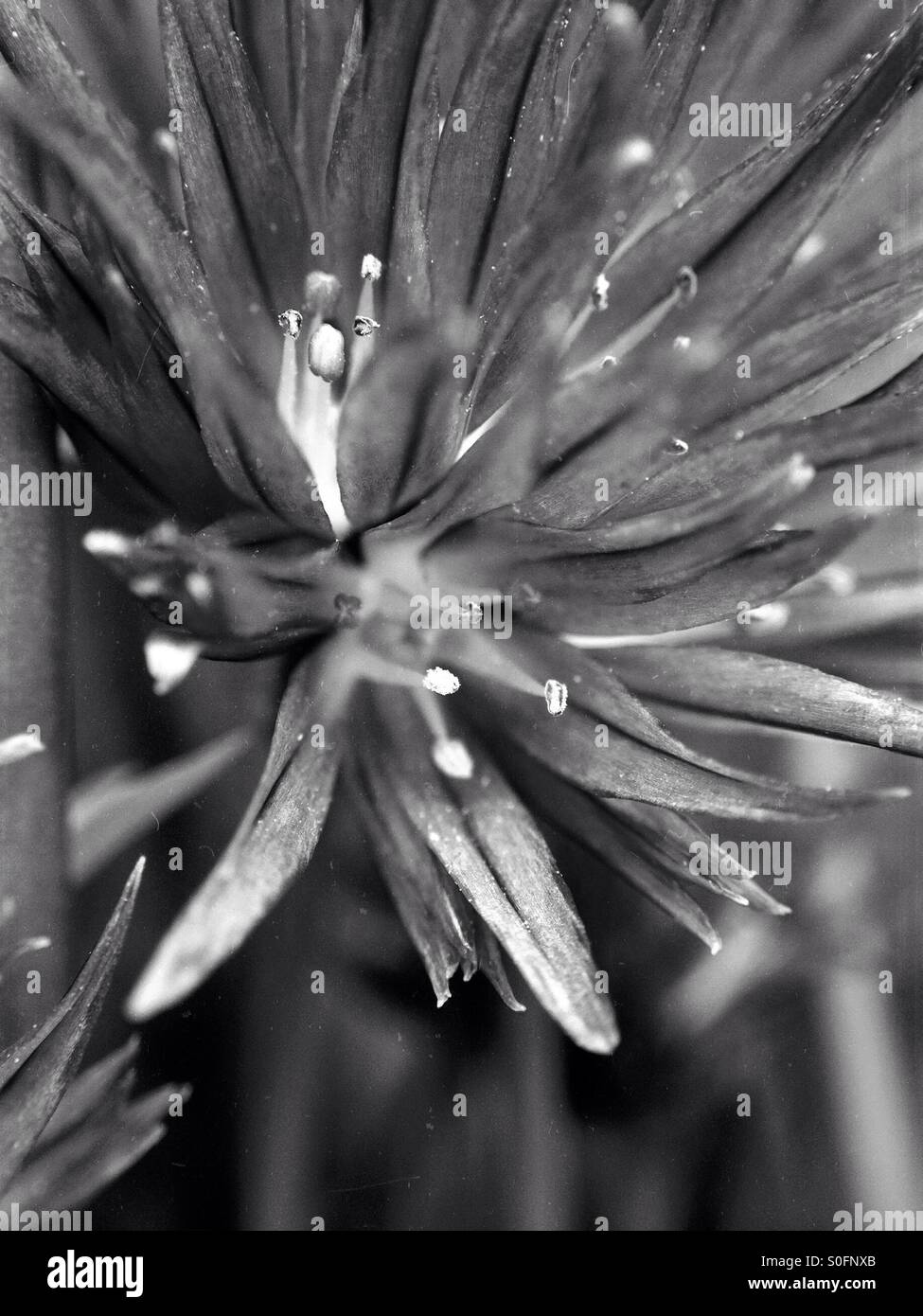 Chives flower - Smartphone Captured Stock Image