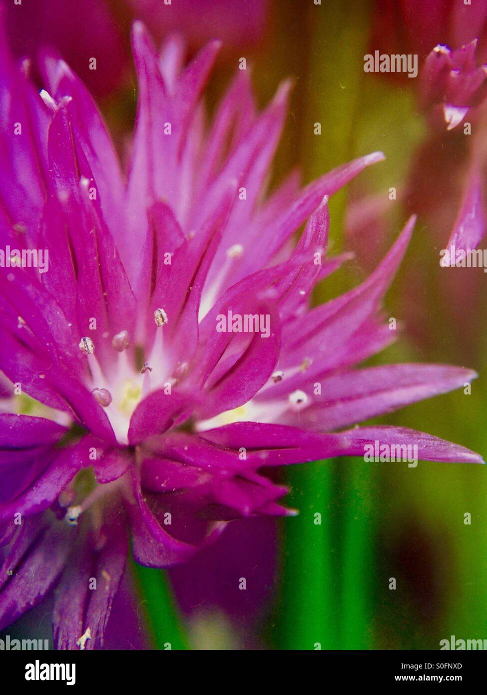 Chives flower - Smartphone Captured Stock Image