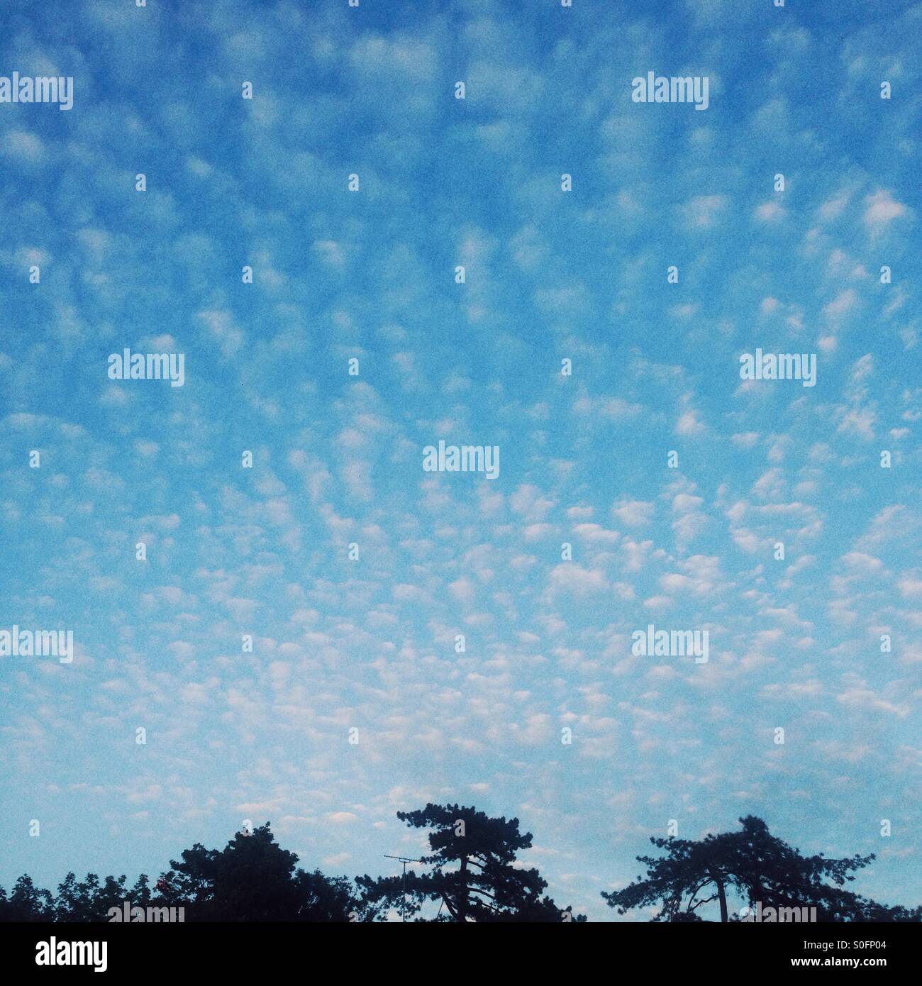 Altocumulus cloud formation, Hampshire, England, United Kingdom. - Smartphone Captured Stock Image