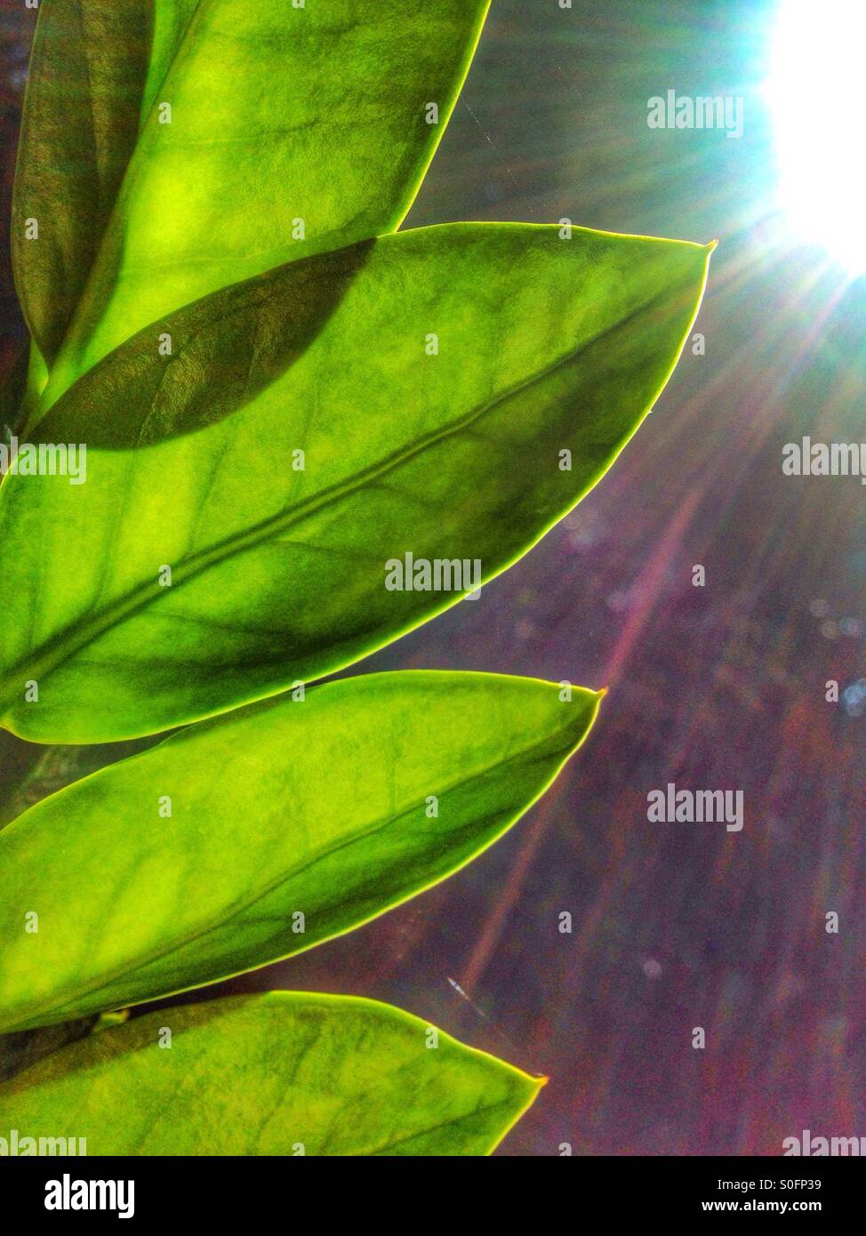 Rising sun flare hi-res stock photography and images - Alamy