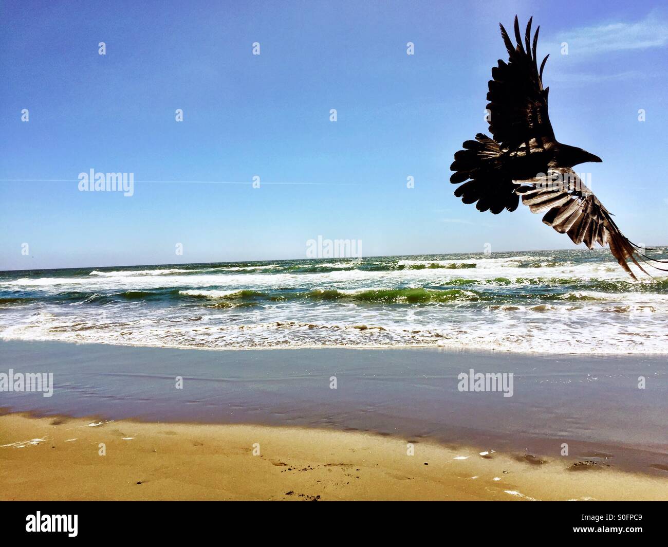 Raven soars on coastal updrafts and thermals above a Northern California beach, wingspan in full glory. Stock Photo