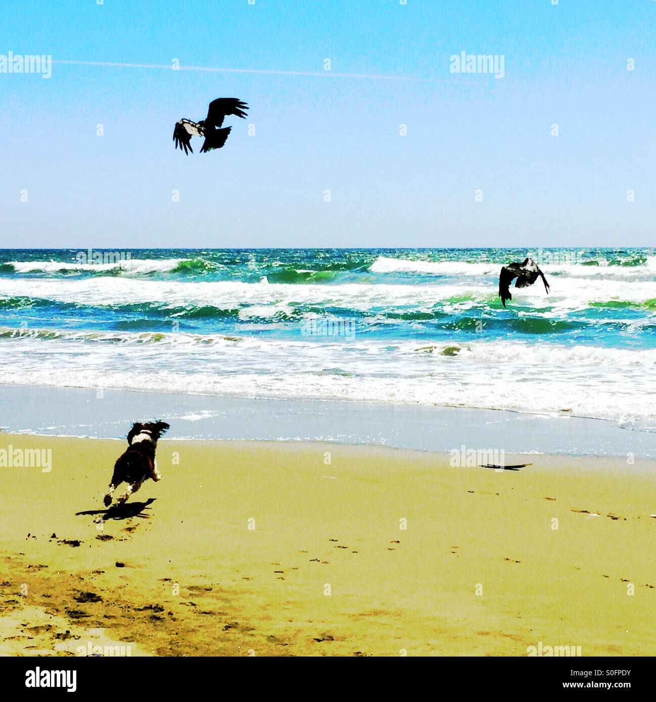 Young dog exuberantly flying in chase of coastal birds on a sunny California beach. - Smartphone Captured Stock Image Young dog exuberantly flying in chase of coastal birds on a sunny California beach. - Smartphone Captured Stock Image