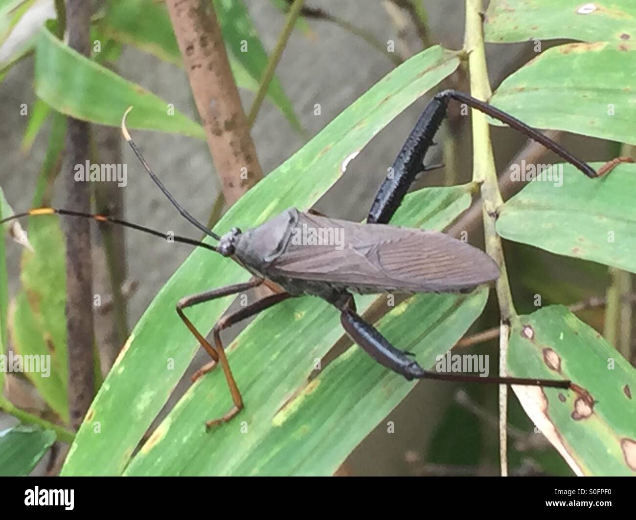 Tree insect on a bamboo plant. Beetle Stock Photo Alamy