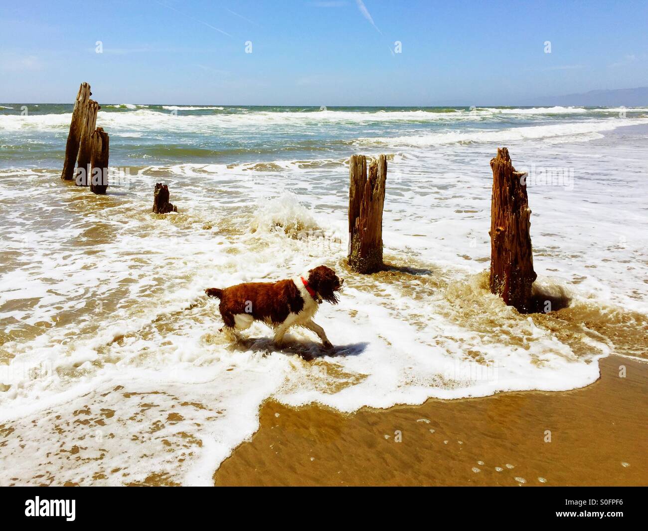 English Springer Spaniel happily navigates the surf, sand, and old pier relics on a long, wide expanse of sunny California beach. - Smartphone Captured Stock Image
