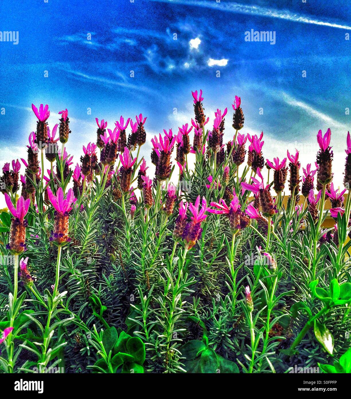 Blue Tall Flowers High Resolution Stock Photography and Images - Alamy