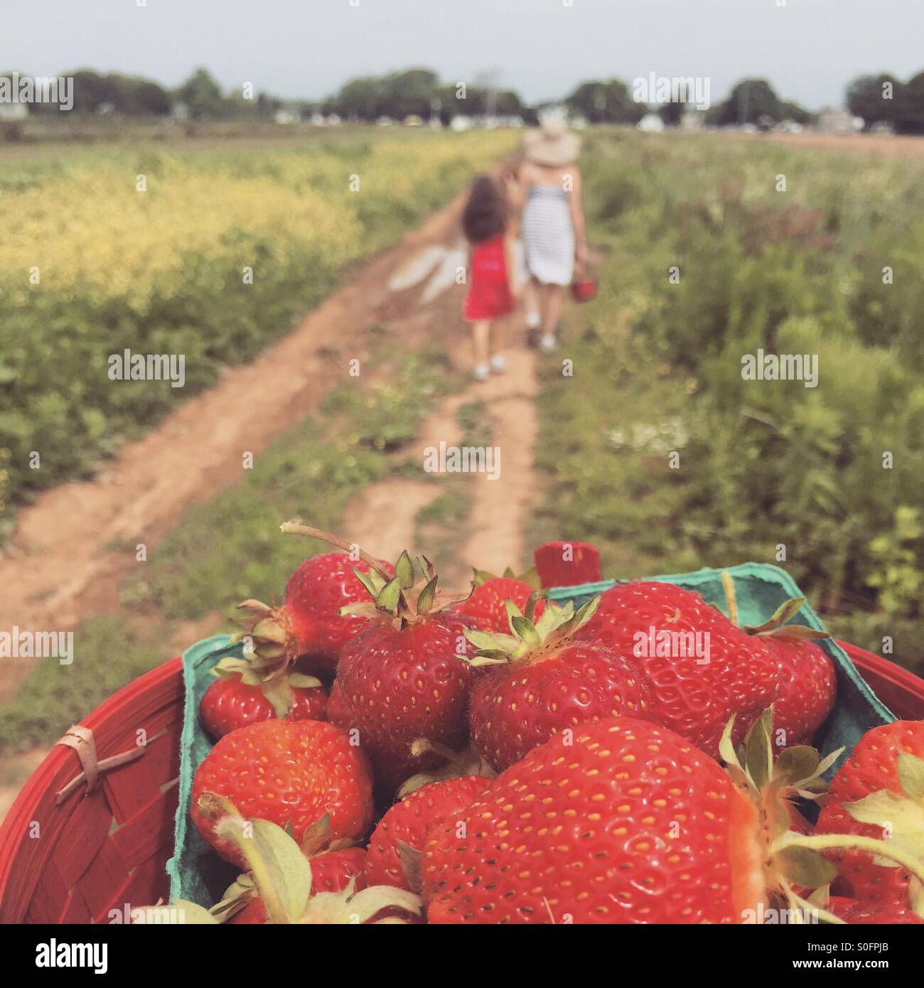 Strawberry picking on north fork hires stock photography and images