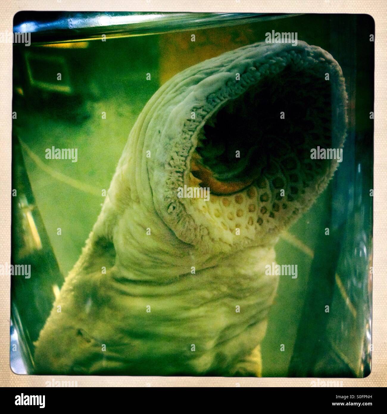 Lamprey in a Glass jar Stock Photo