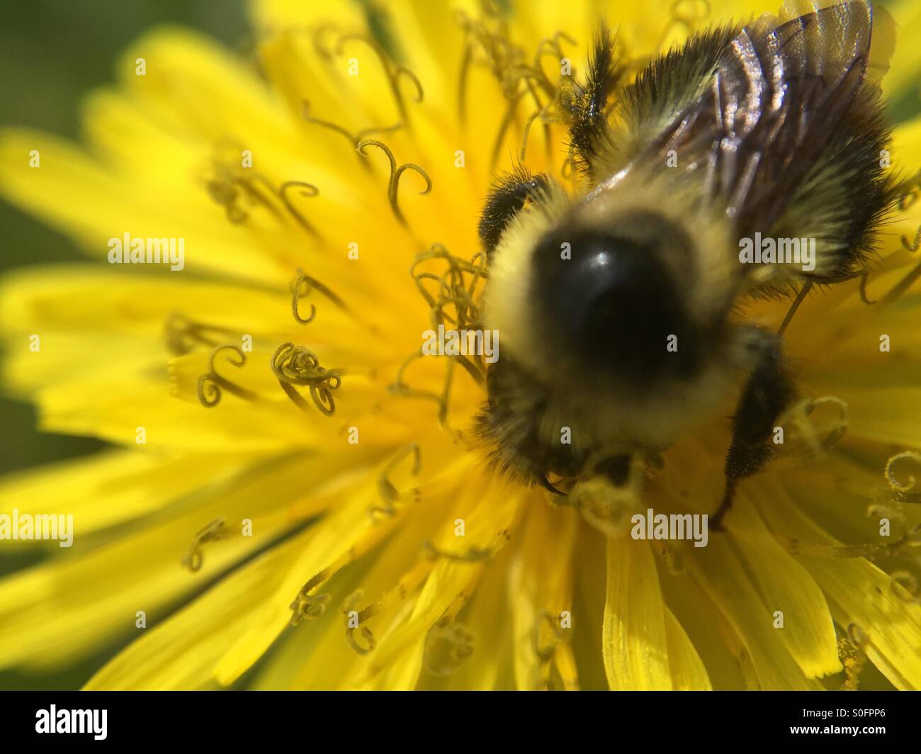My little bumblebee 🐝 Stock Photo Alamy