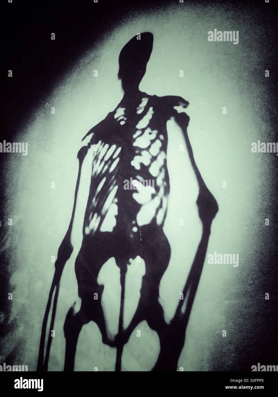 Skeleton - Smartphone Captured Stock Image