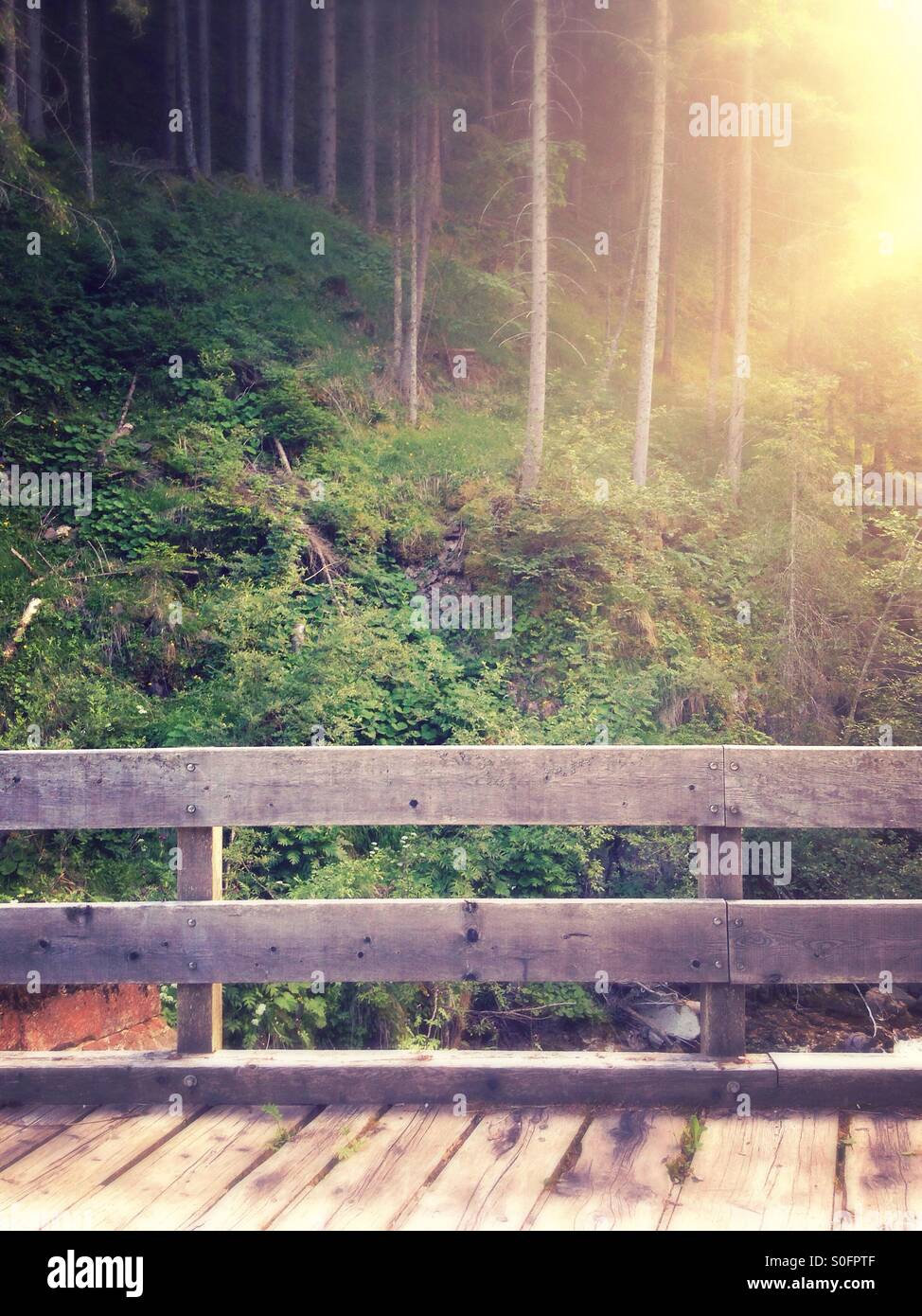 The Forest - Smartphone Captured Stock Image