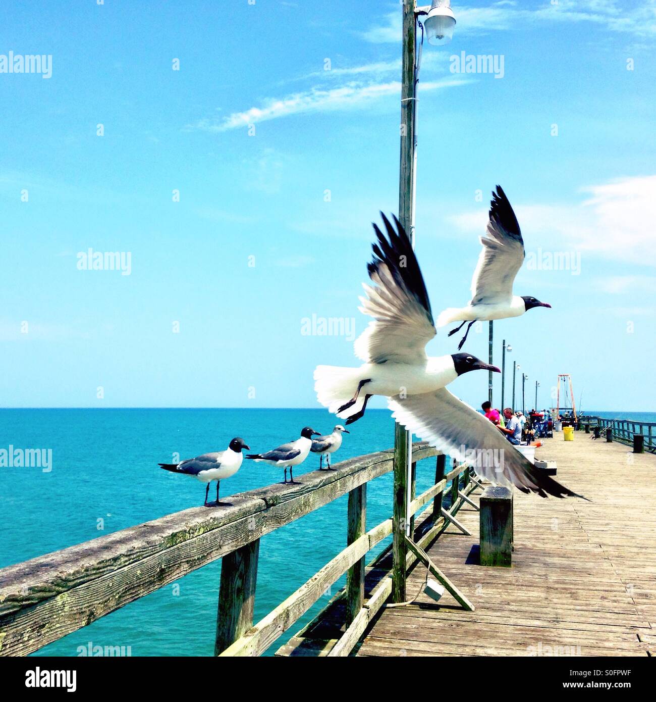 Seagulls at the pier - Smartphone Captured Stock Image