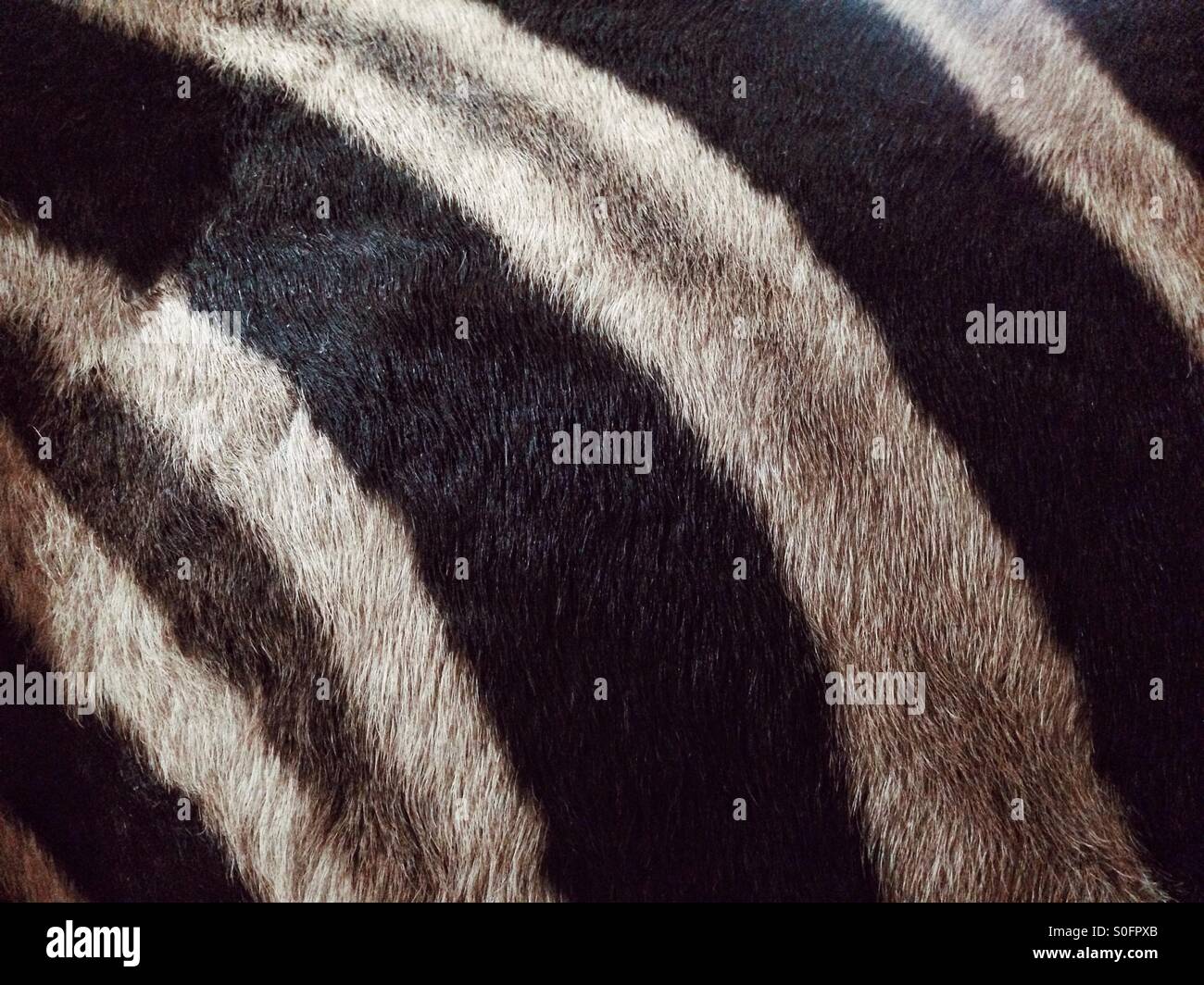 Zebra fur - Smartphone Captured Stock Image