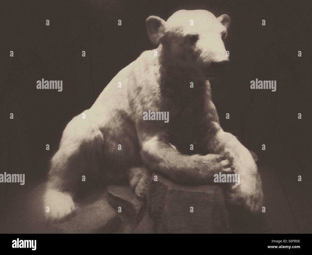 Polar Bear - Smartphone Captured Stock Image