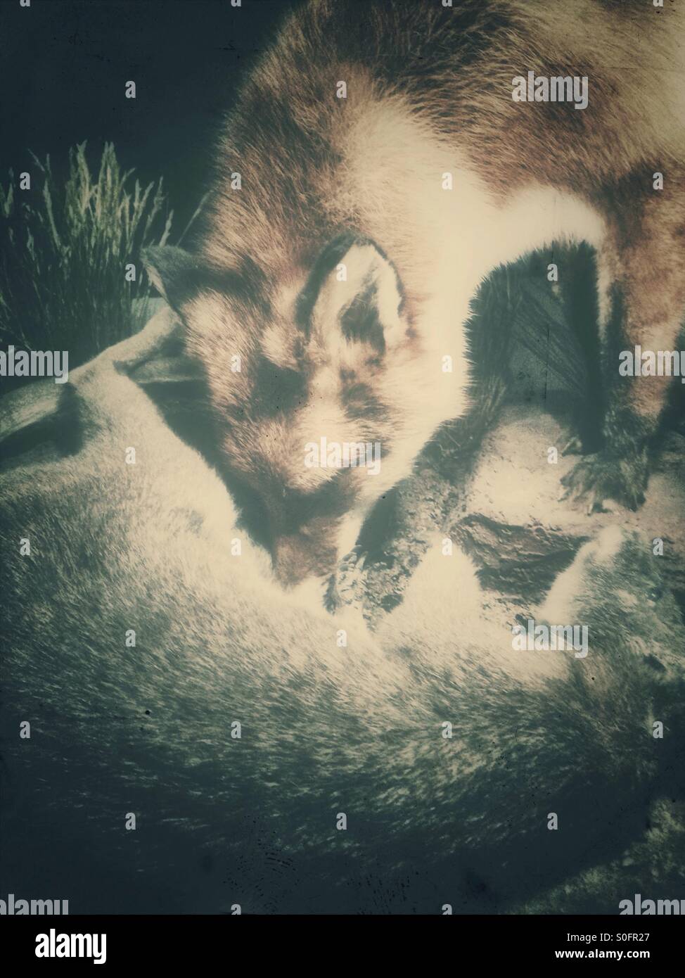 Feeding fox - Smartphone Captured Stock Image