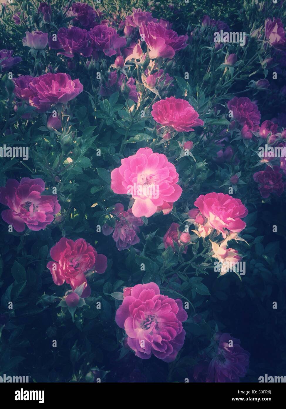 Pink rose flowers bush Stock Photo